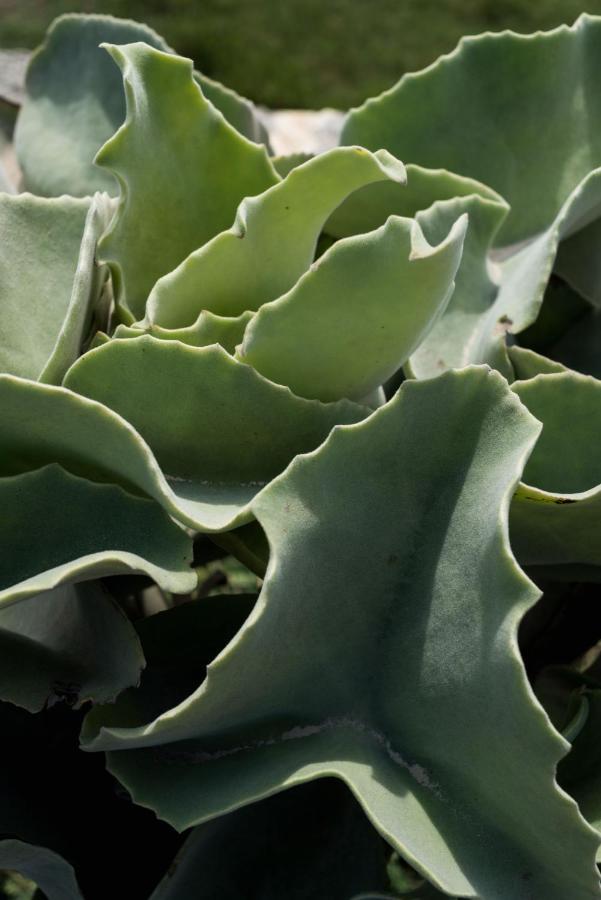 Casa Ulivo Agave Favignana At My Place Extérieur photo